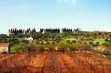 Alberobello (11).JPG