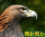 鷹と鷲のコンセプト